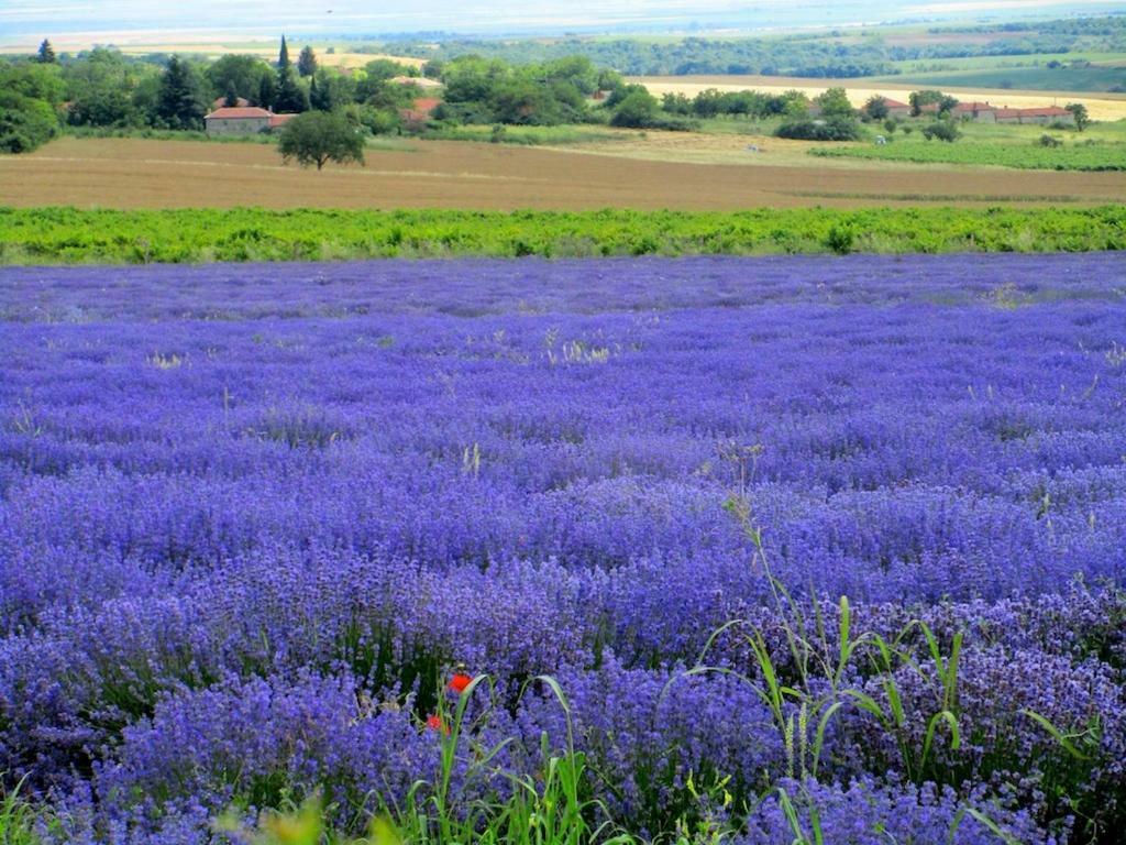 Lavender Lodge Rupkite Eksteriør billede